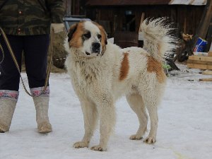 Метисы собак крупных пород