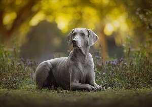 Охотничья собака веймаранер