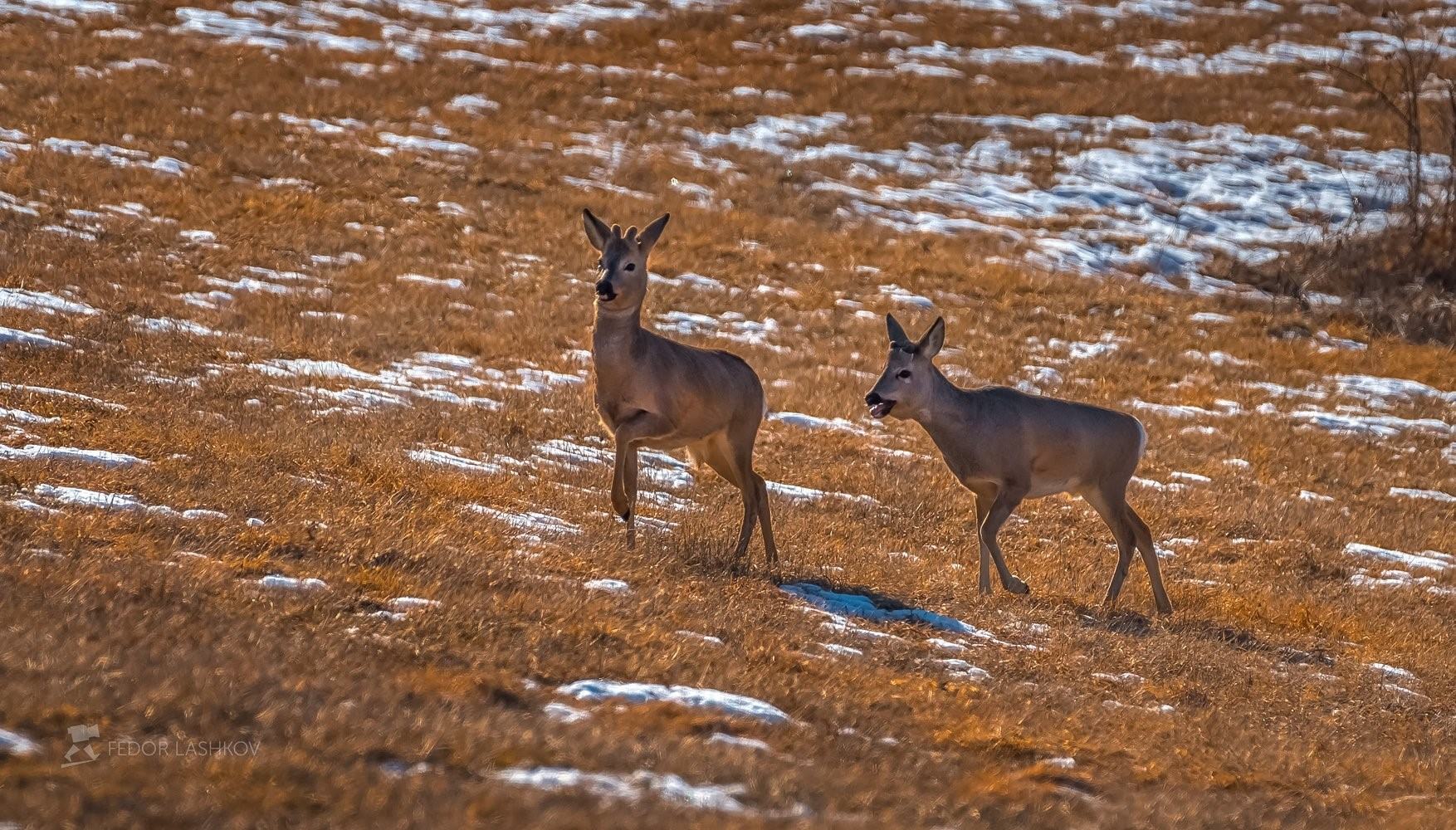 Косуля в забайкалье фото