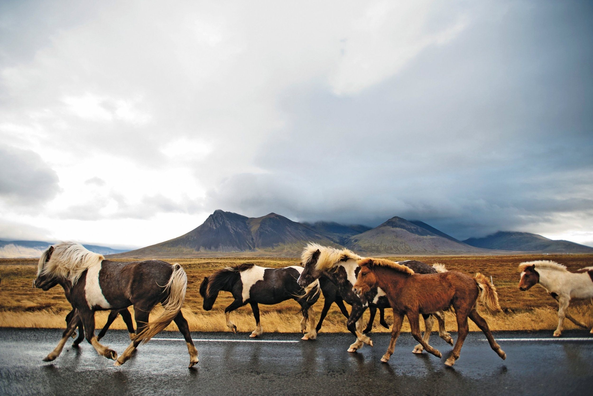 лошади исландии