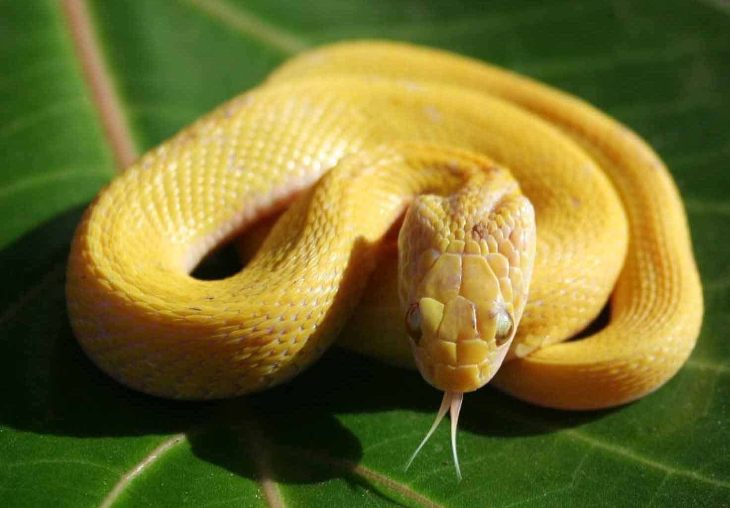 Желтобрики змеи фото