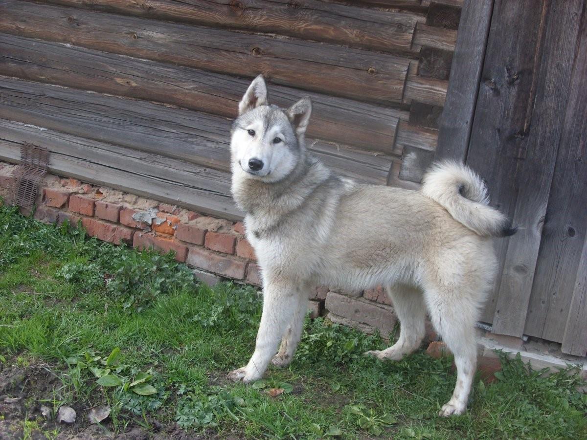 Сибирская лайка фото собаки показать