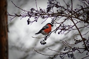 Птицы южного урала