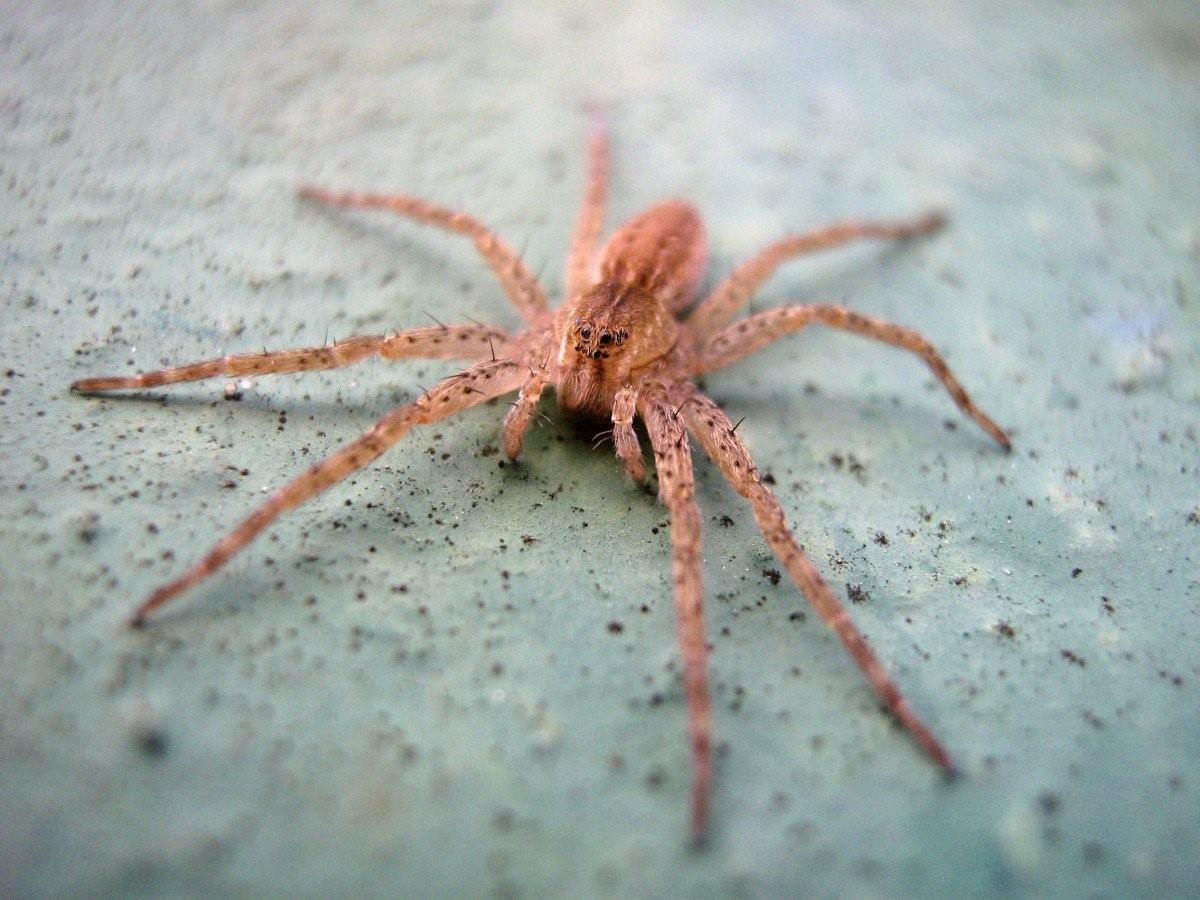 Членистоногий паук фото