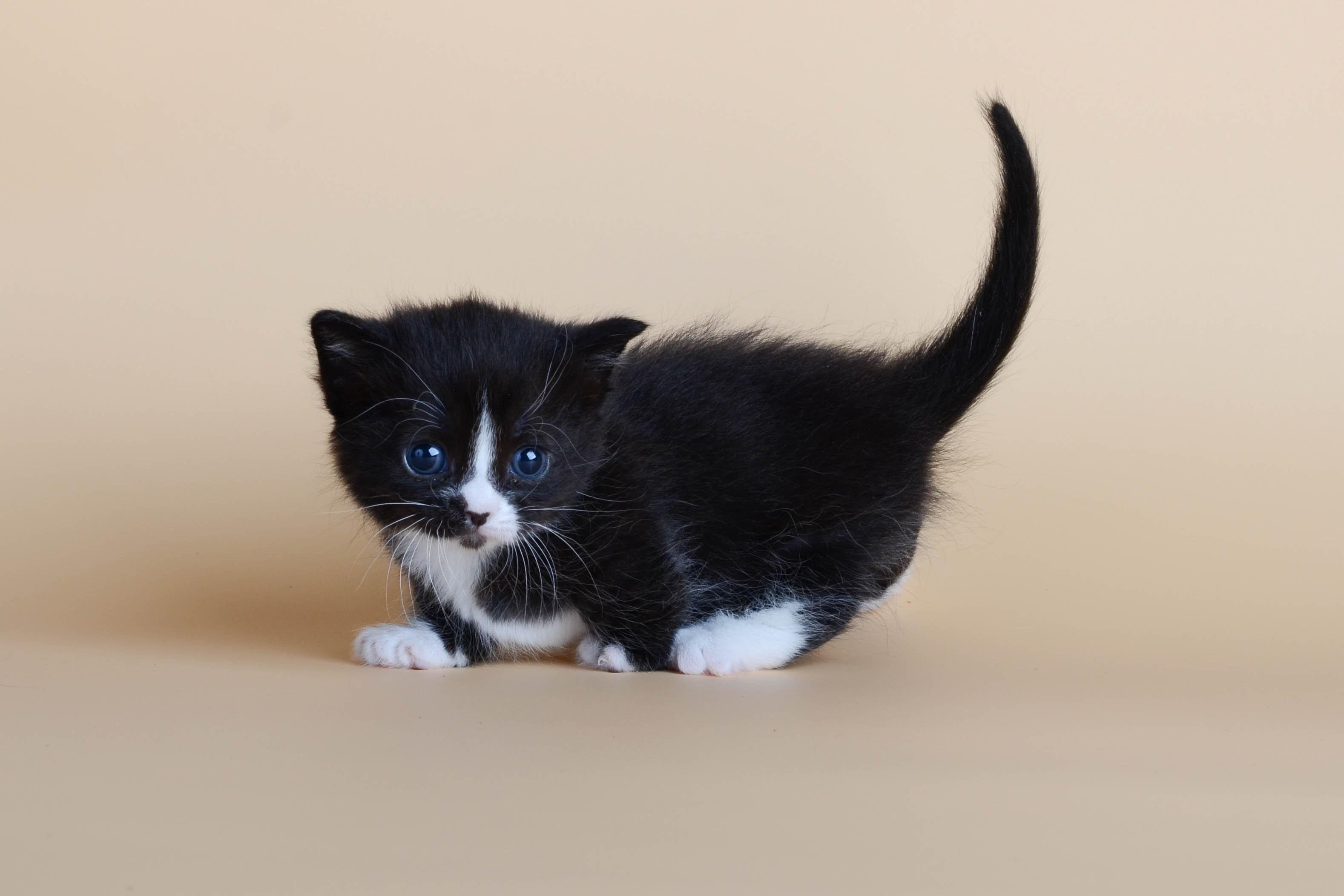 Котята с белыми лапками. Манчкин кот. Манчкин (порода кошек). Манчкин кот черный. Чёрный кинкалоу Манчкин.