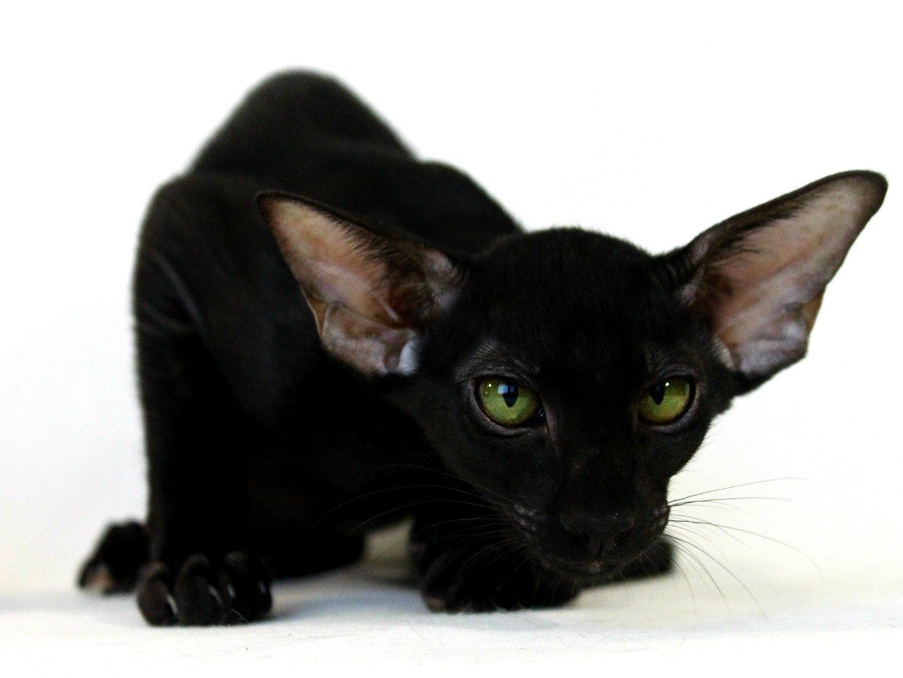 ориентальная кошка черная фото