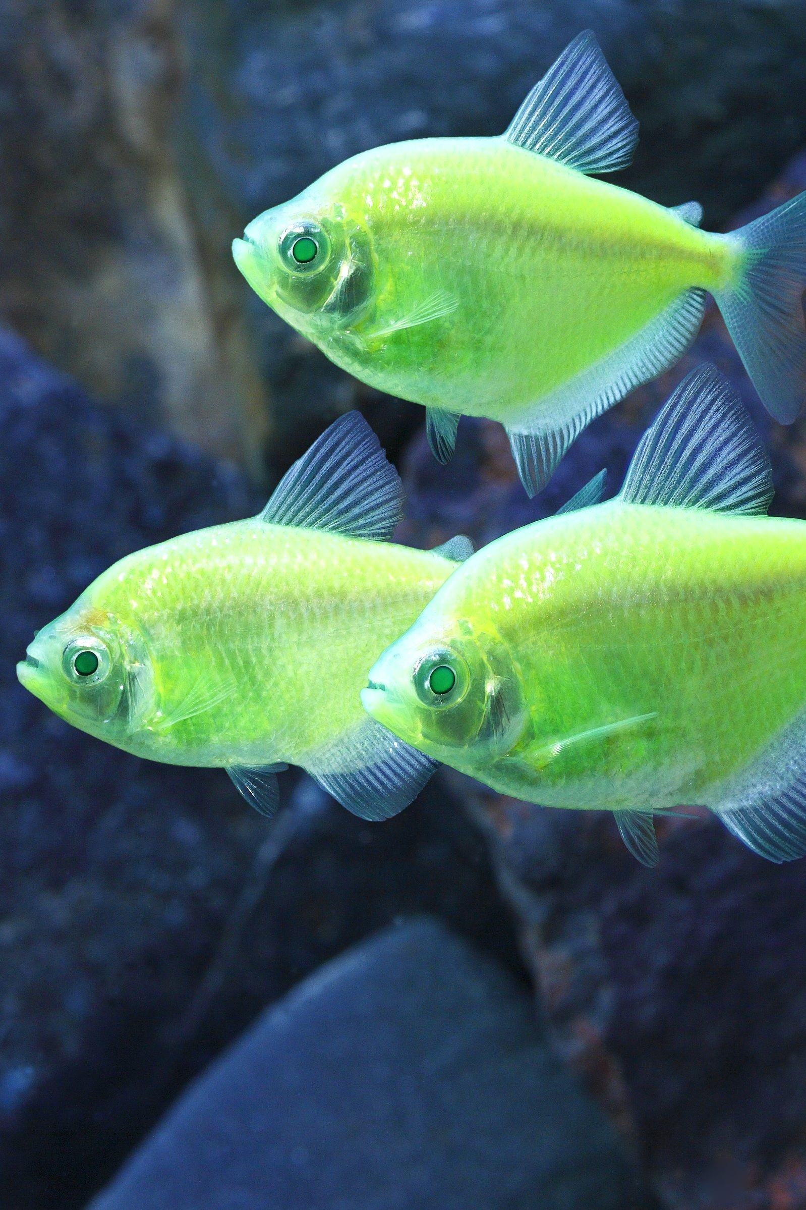 Аквариумные разноцветные рыбки фото и название
