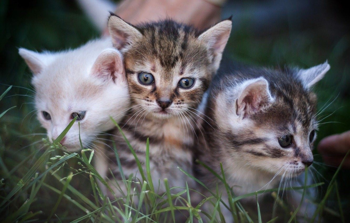 3 кота фото