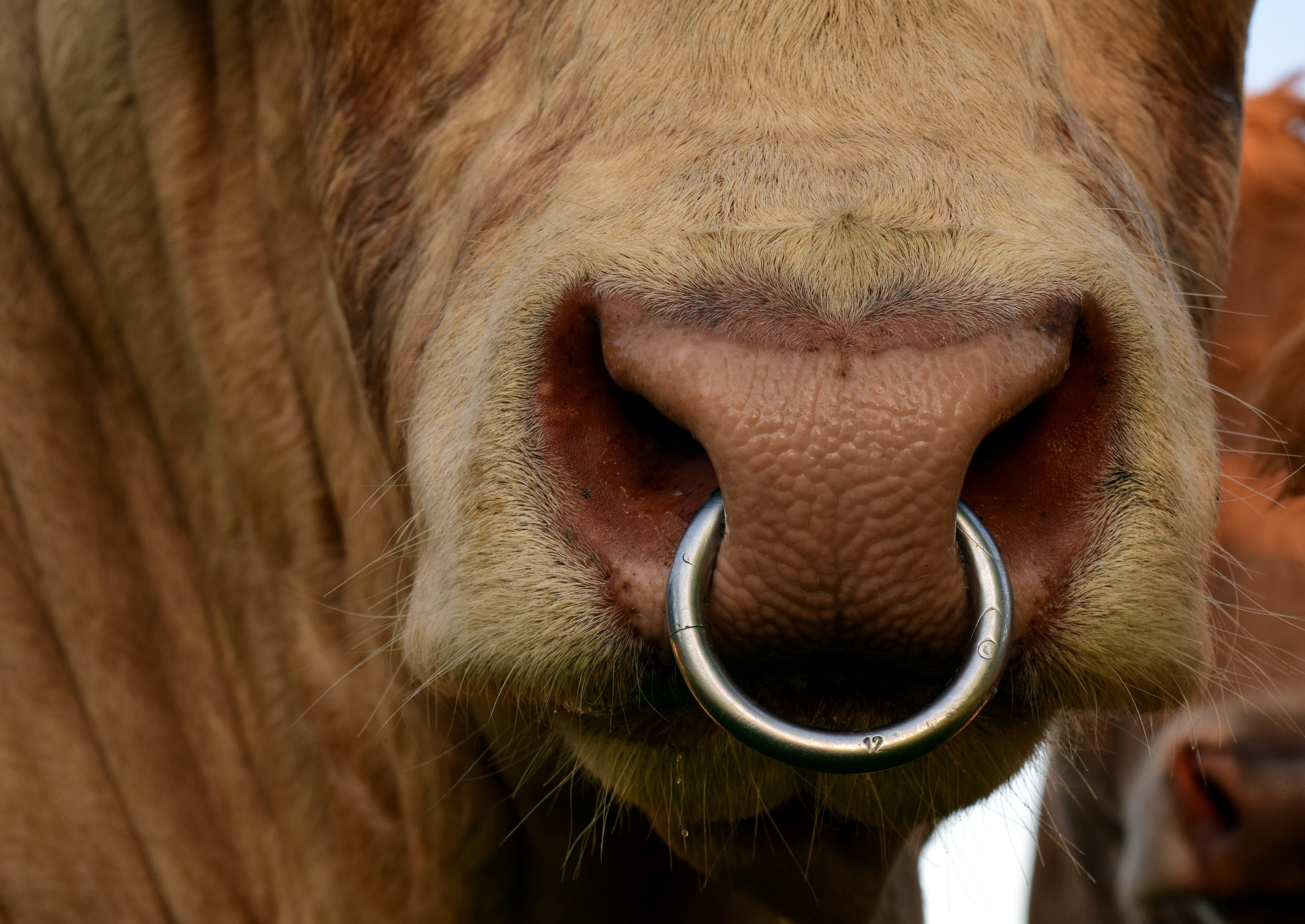 корова с кольцом на носу