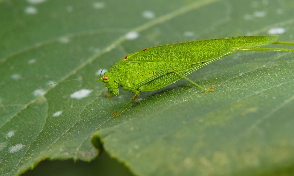 Насекомые зеленого цвета. Зеленое насекомое. Маленькое зеленое насекомое. Крохотное зеленое насекомое. Маленькие зеленые насекомые маленькое.