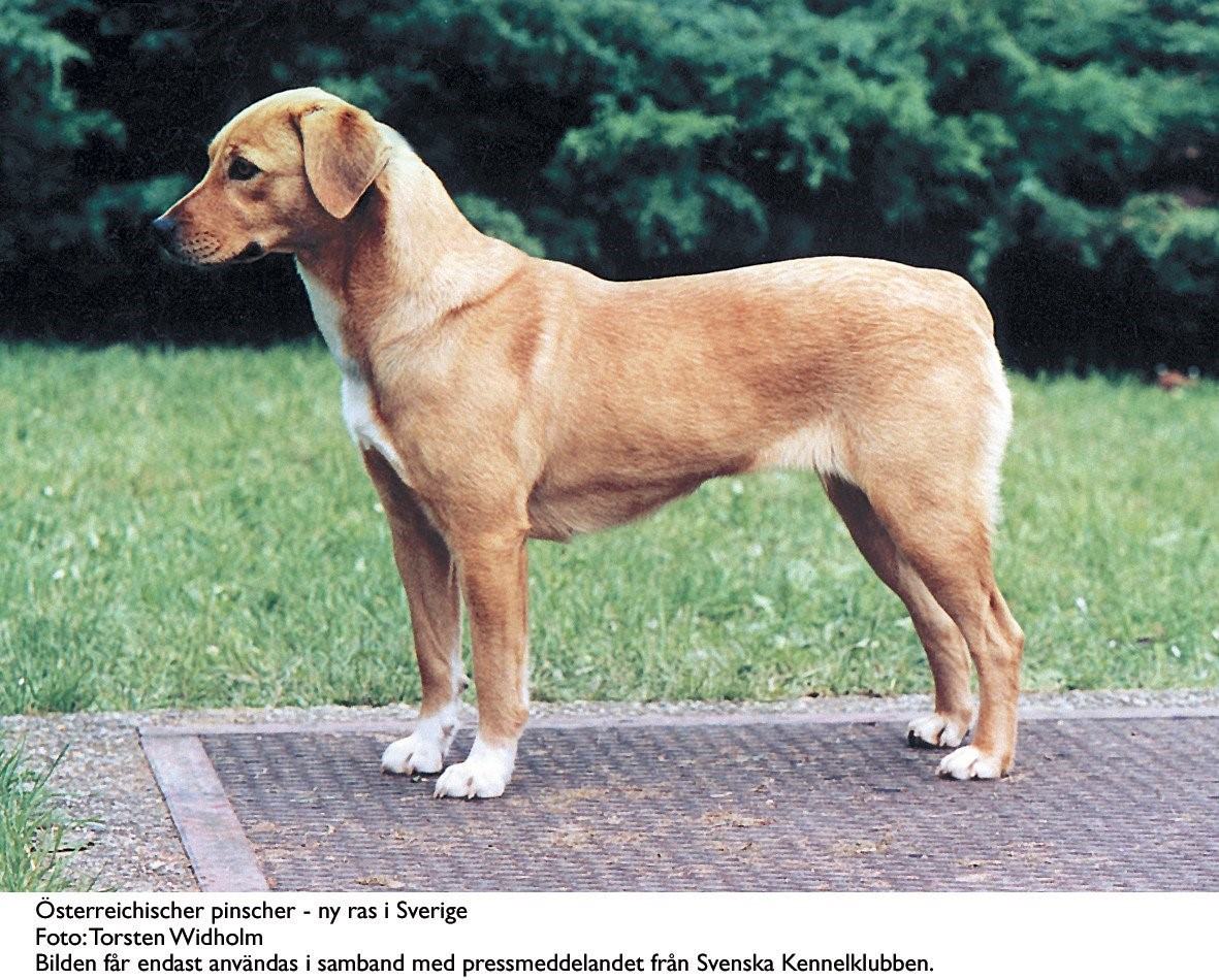 Породы собак без хвоста с фотографиями и названиями