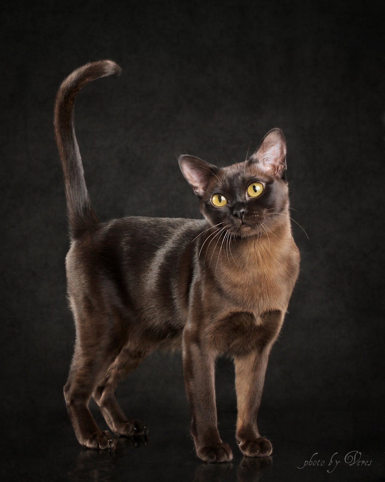 Бурма кошка фото