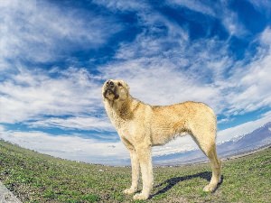 Порода собак армянский гампр