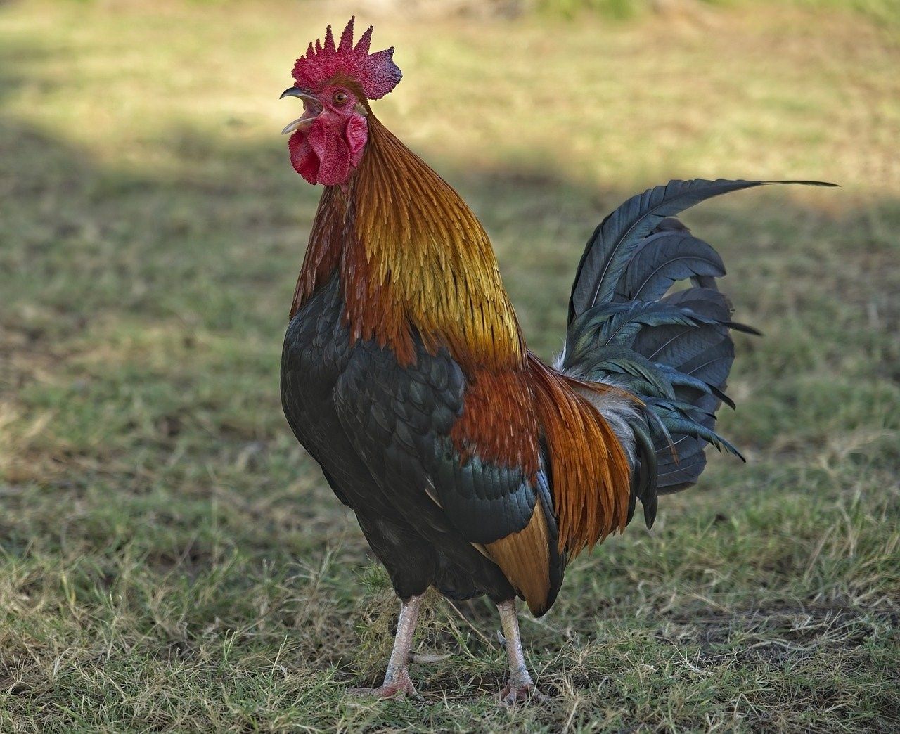 Петух Морис. Гибискус Bantam Rooster. Красивый петух. Петух кукарекает.