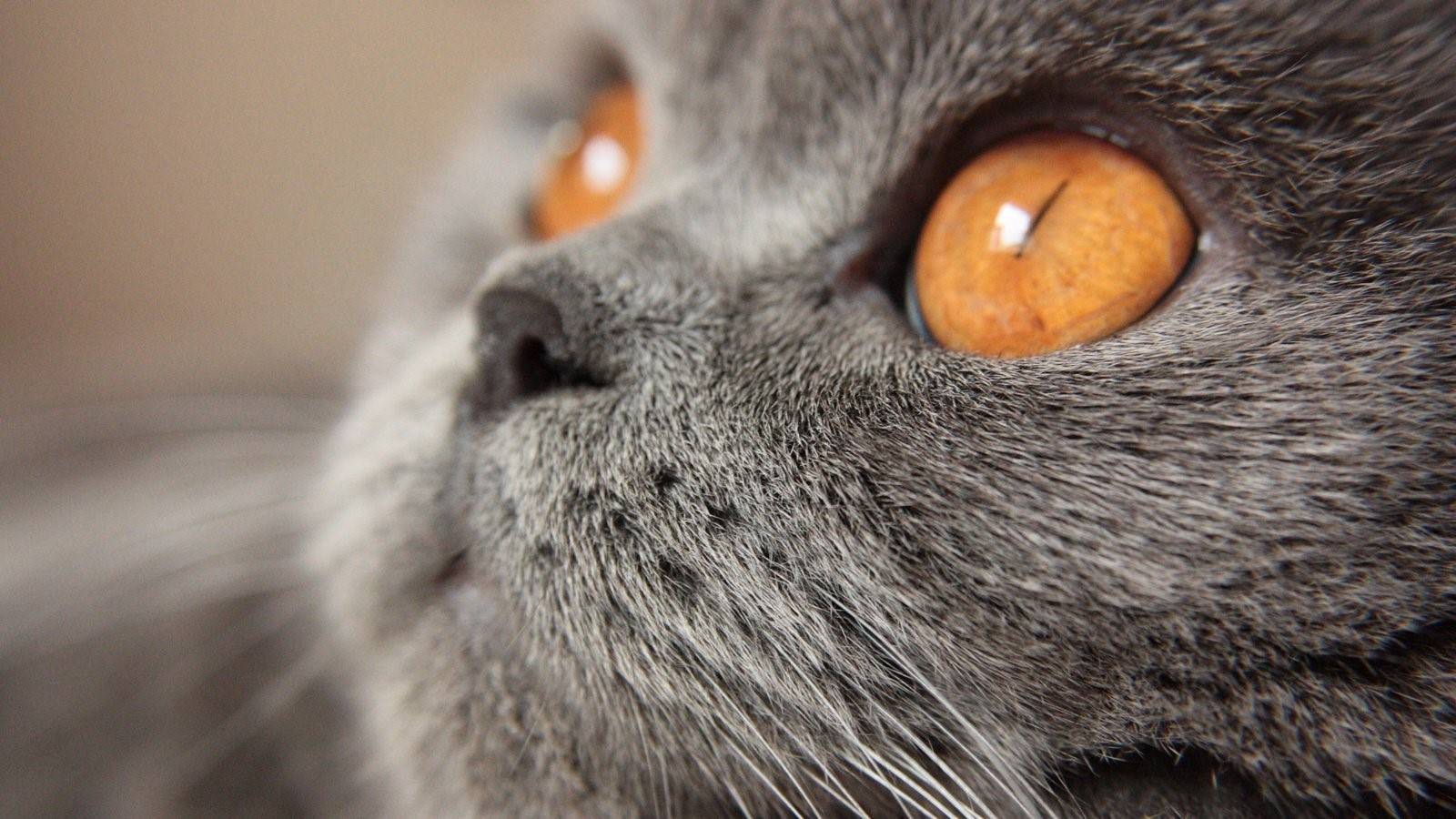 Оранжевые глаза у кошки