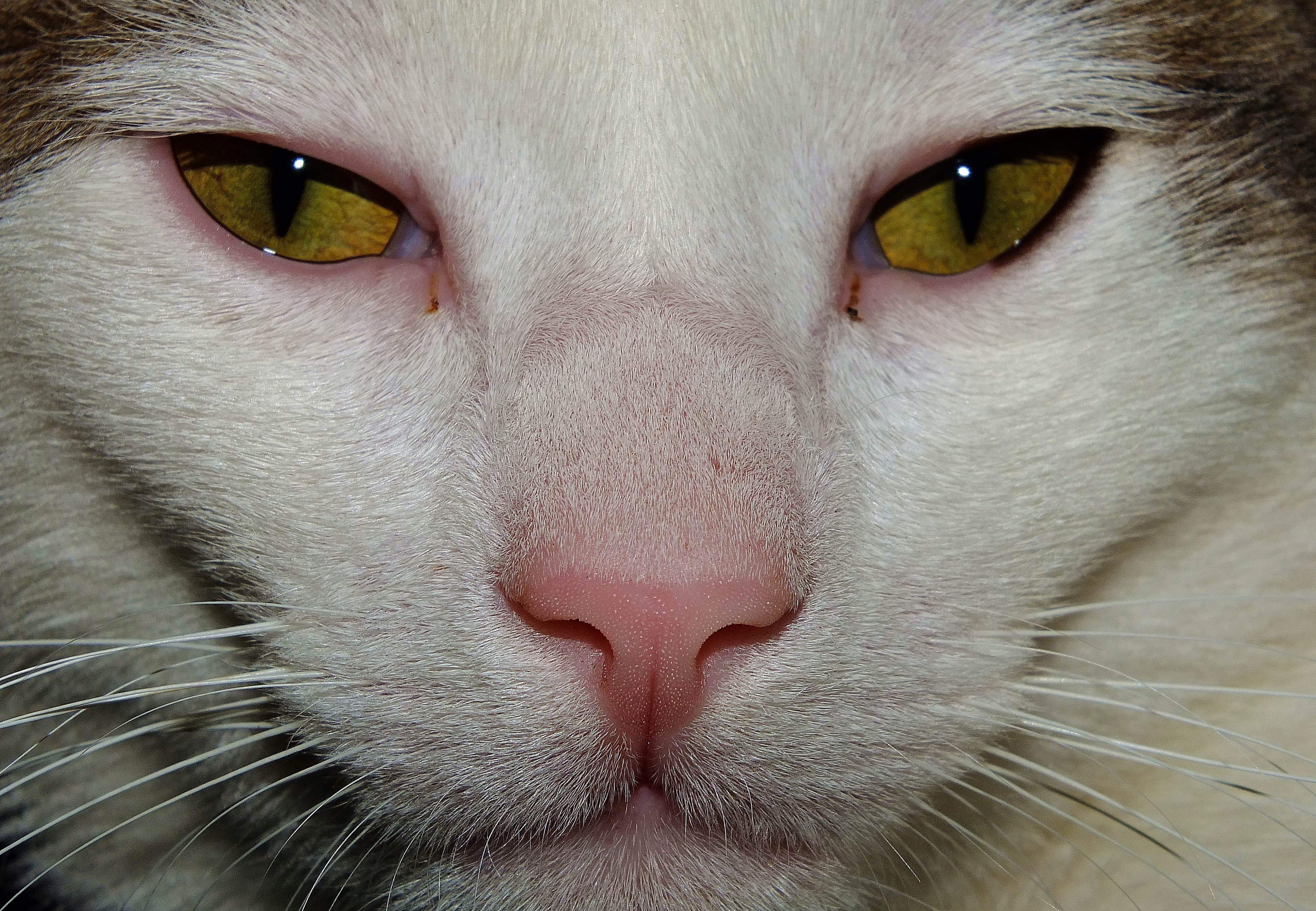 Кошка нос и рот. Кошачий нос. Носики котов. Кошачий нос крупно.
