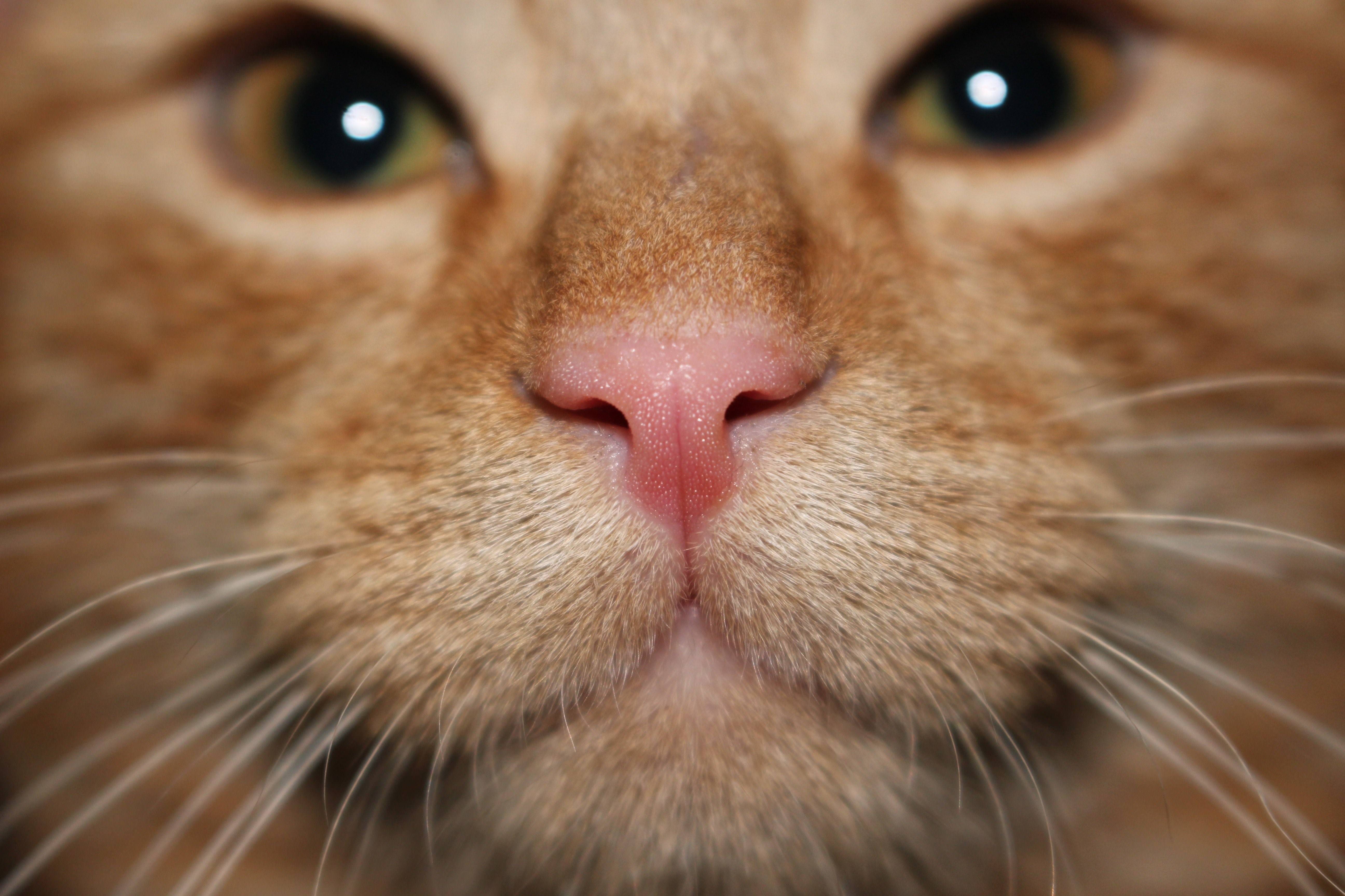 Кошка вода нос. Нос кошки. Кошачий носик. Нос рыжего кота. Мордочка рыжего кота.