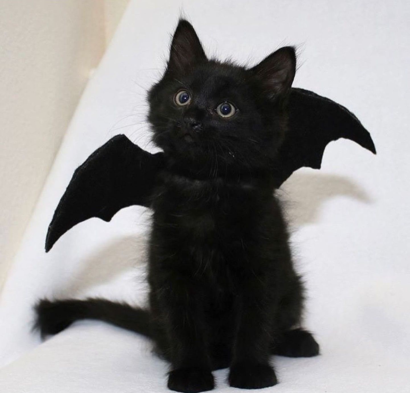Черный кот с крыльями