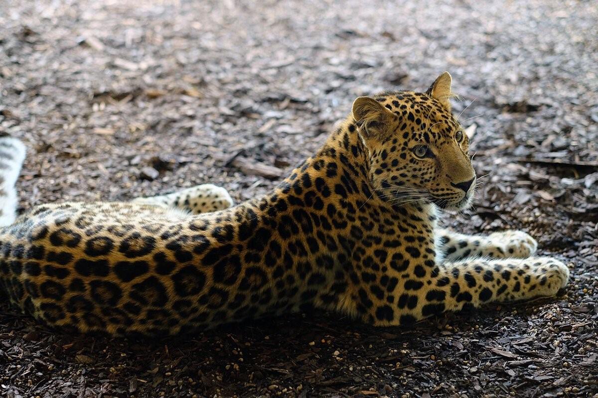 Jaguar Leopard Cheetah