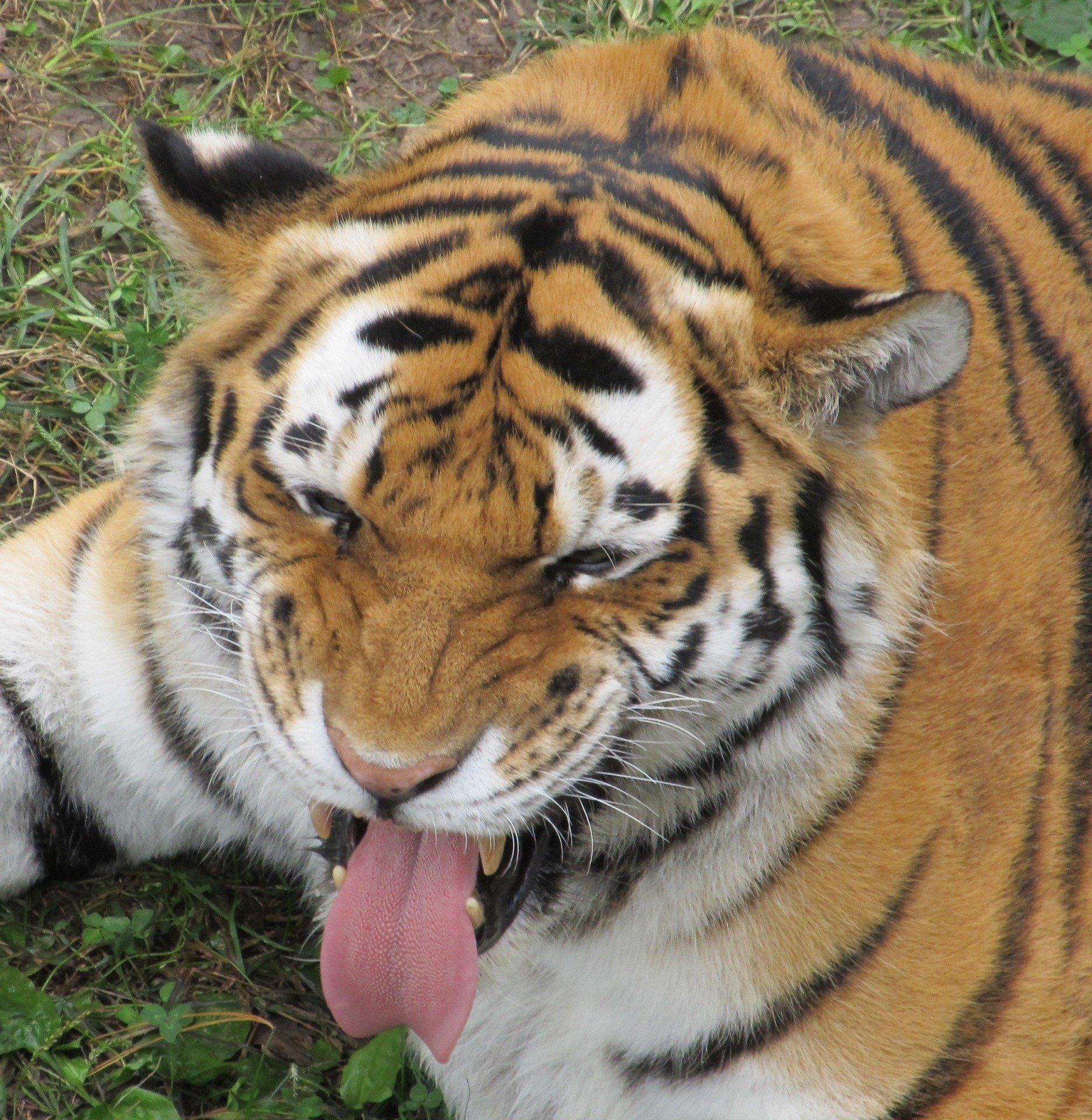 Сделай тиг. Тигр. Полосатый тигр. Тигр с высунутым языком.