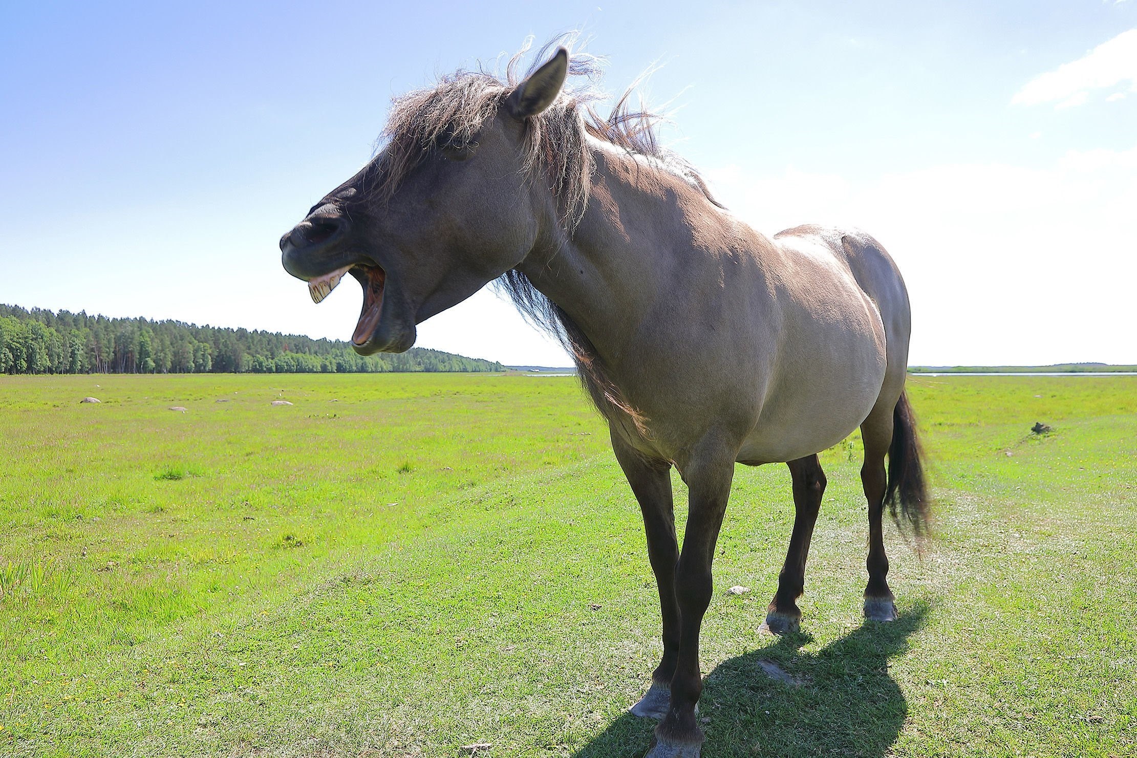 Дикая лошадь Тарпан. Степная лошадь Тарпан. Тарпан, европейская Степная лошадь. Тарпан европейская Дикая лошадь. Дикая лошадь степей