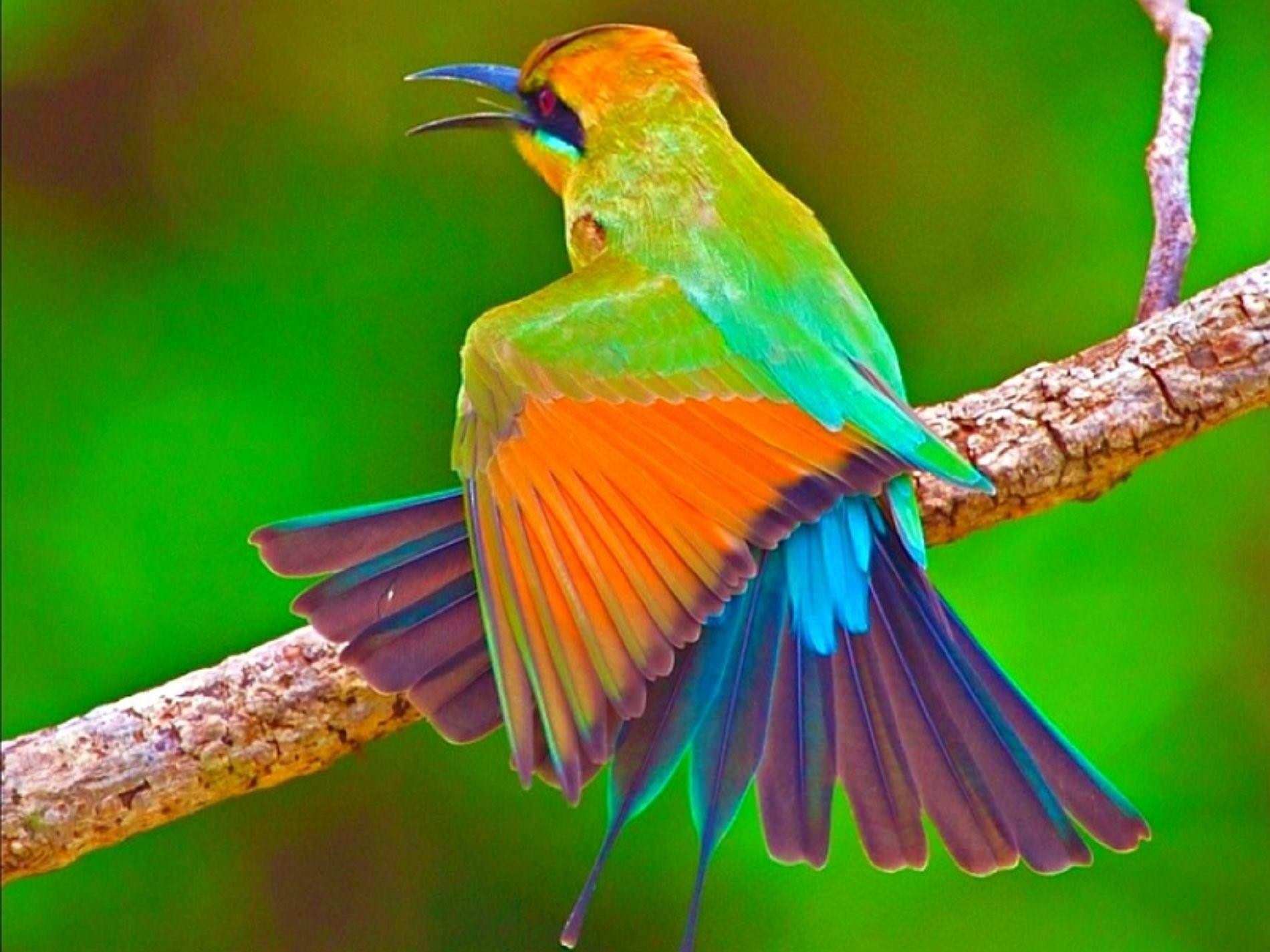 Виды красивых птиц. Сукараф Колибри. Оранжевогрудый овсянковый Кардинал. Птица сукараф. Яркие птицы.