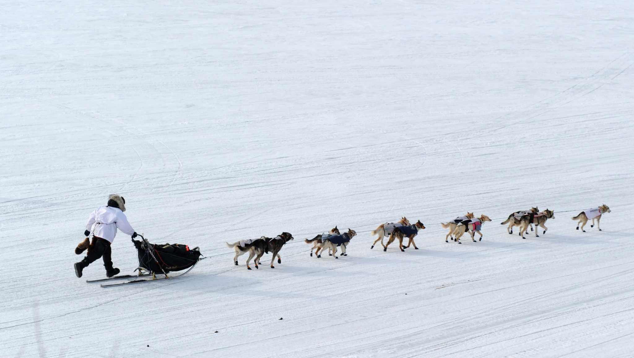 Упряжка на аляске. Аляска Айдитарод. Аляска собачьи упряжки. Ездовые собаки на Аляске. Гонки на собачьих упряжках на Аляске.