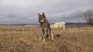 Порода собак волкособ