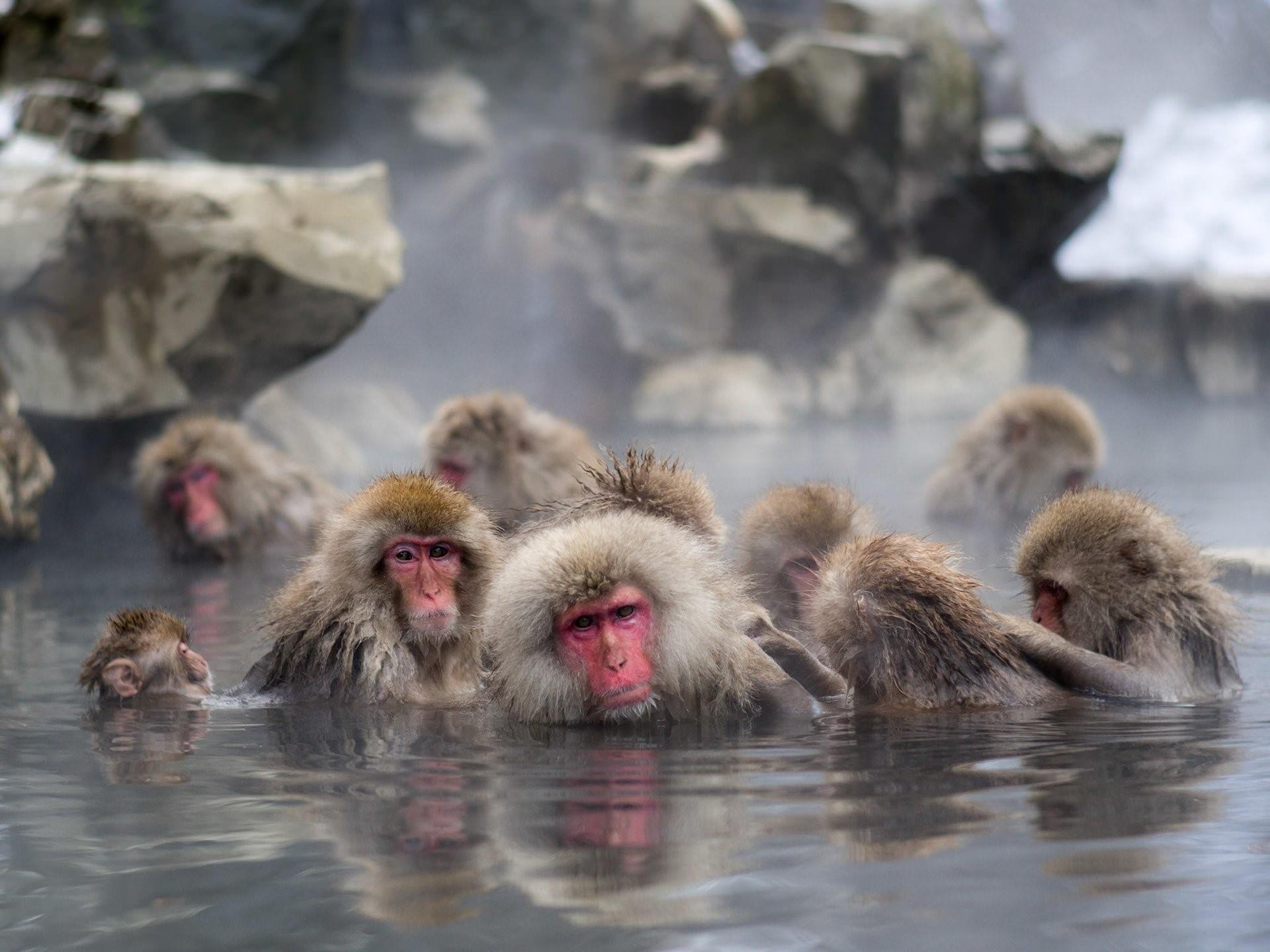 Купание обезьяны в теплой все песни. Обезьянка в термальных источниках Японии. Макаки в горячих источниках в Японии. Обезьяна в термальных Водах. Обезьяны в воде в Японии.