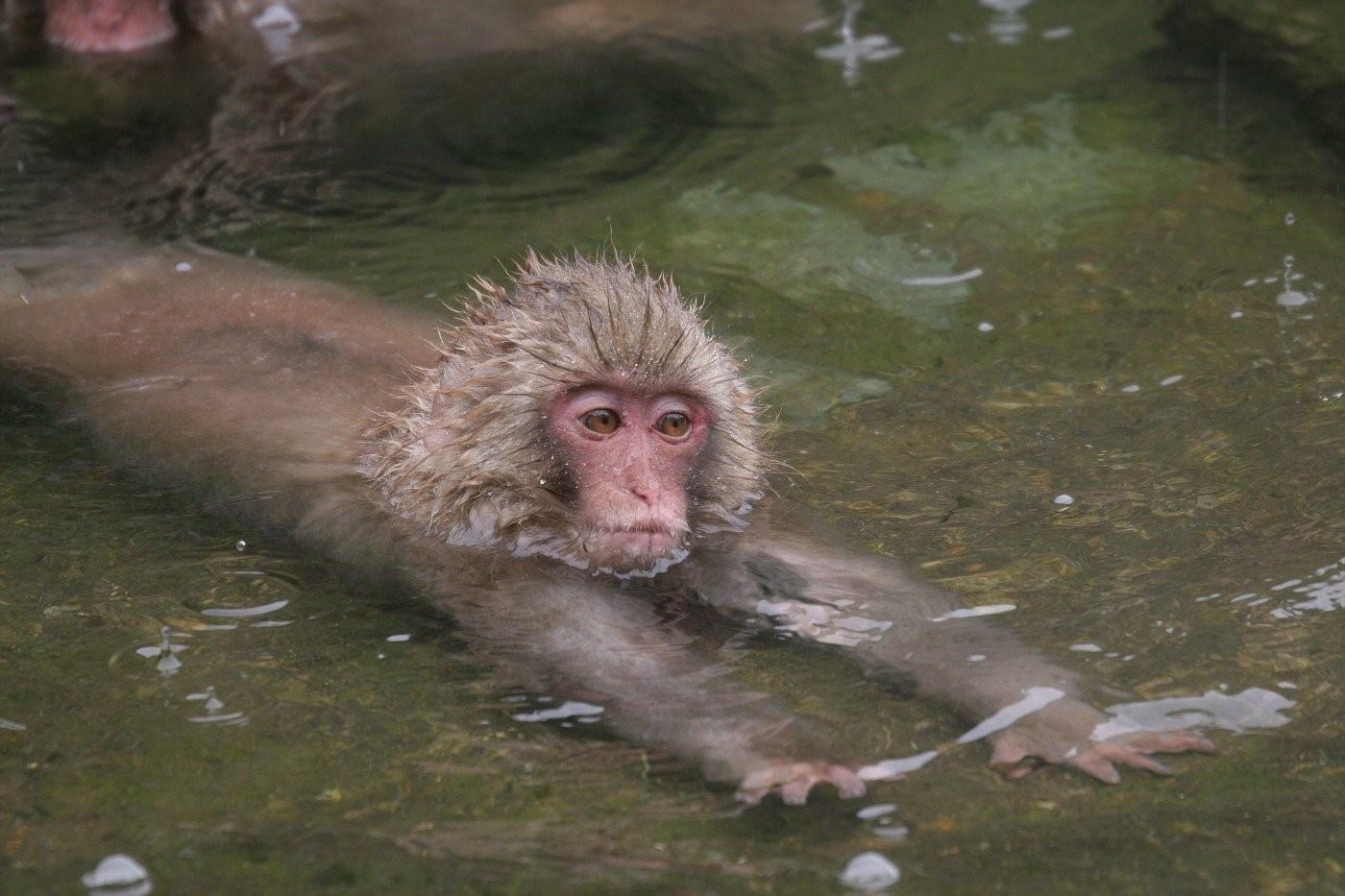Шимпанзе плавает. Обезьянка купается. Обезьяны в термальных источниках. Обезьяна плавает. Мартышка купается.