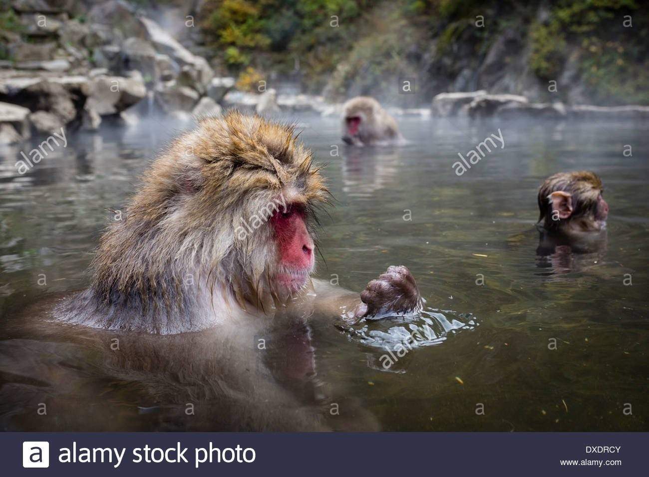 Шимпанзе плавает. Обезьяны в термальных источниках. Обезьяна в воде. Обезьяна купается. Обезьяна плавает.