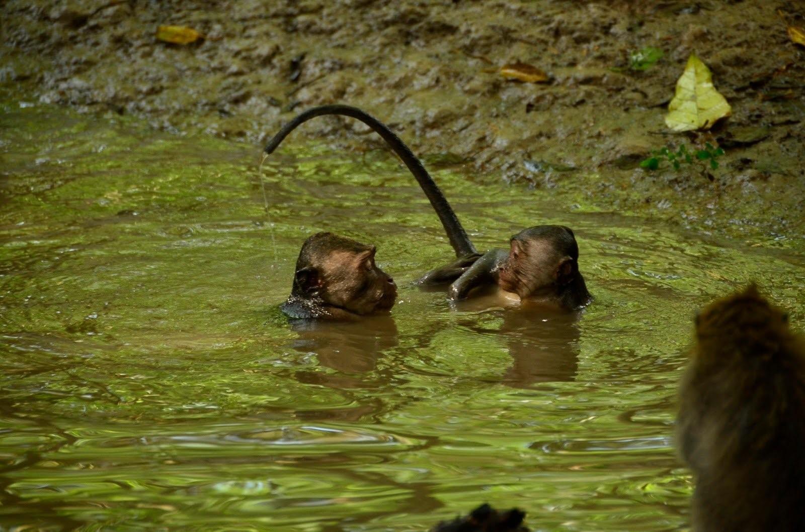 Шимпанзе плавает. Обезьяна купается. Мартышка купается. Шимпанзе купается. Купание обезьянок.
