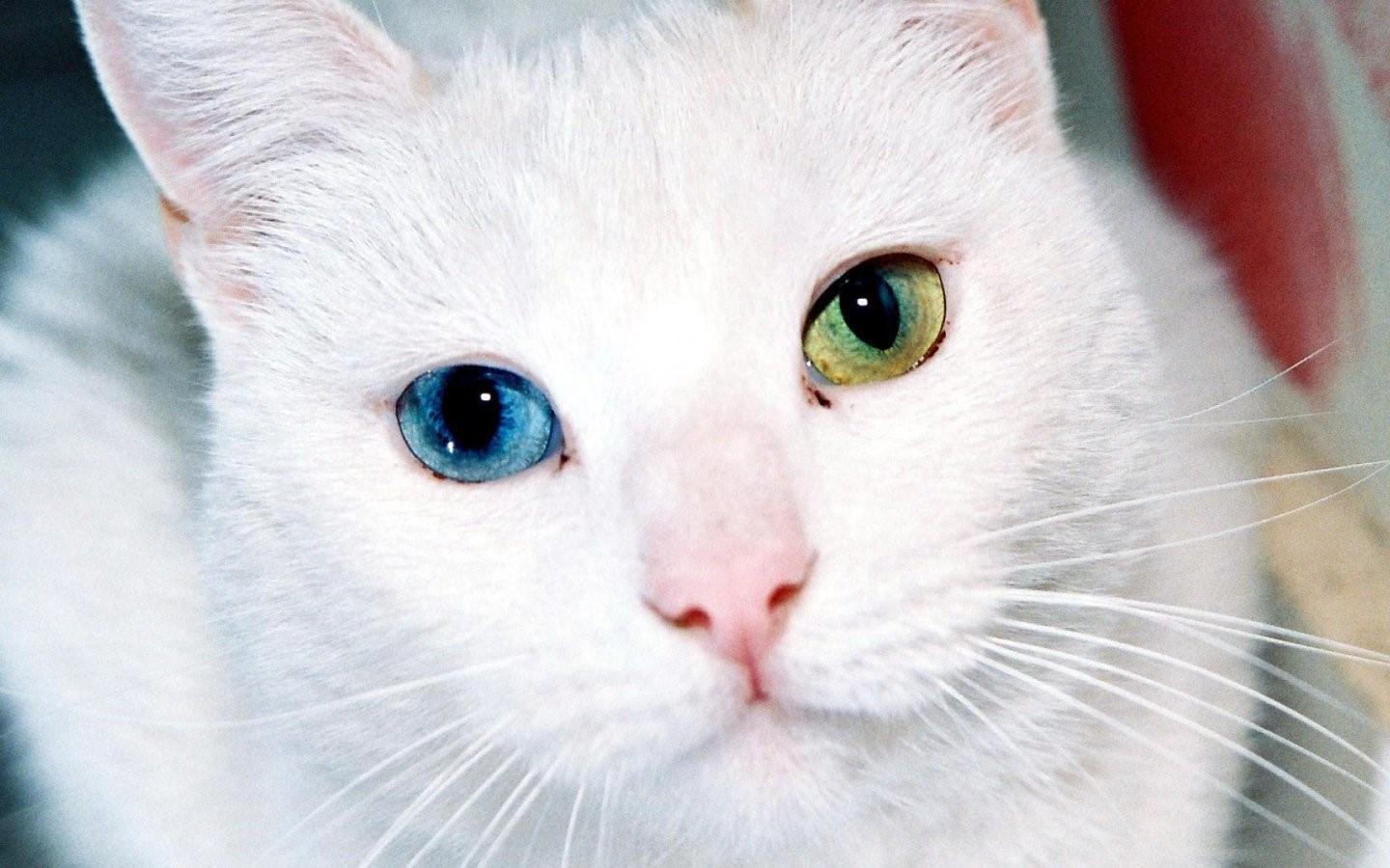 Турецкая Кошка С Разными Глазами