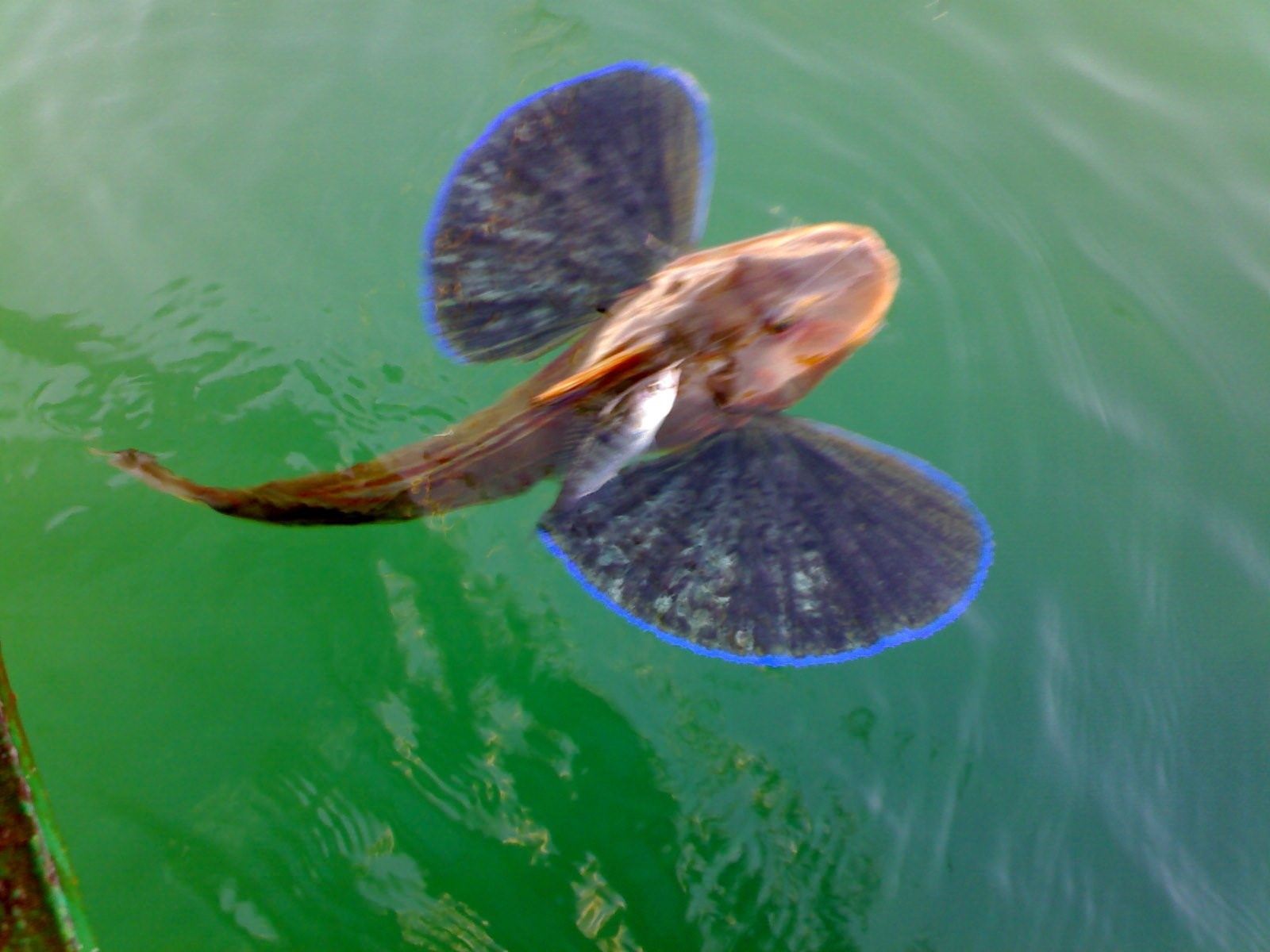 морской петух черное море рыба