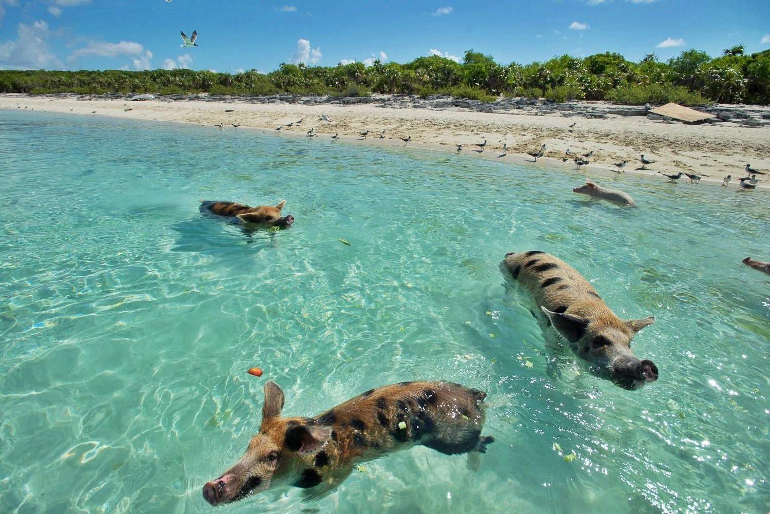 Залив свиней куба. Бухта свиней Куба. Багамские острова свиной остров. Остров Пиг Бич Багамы.