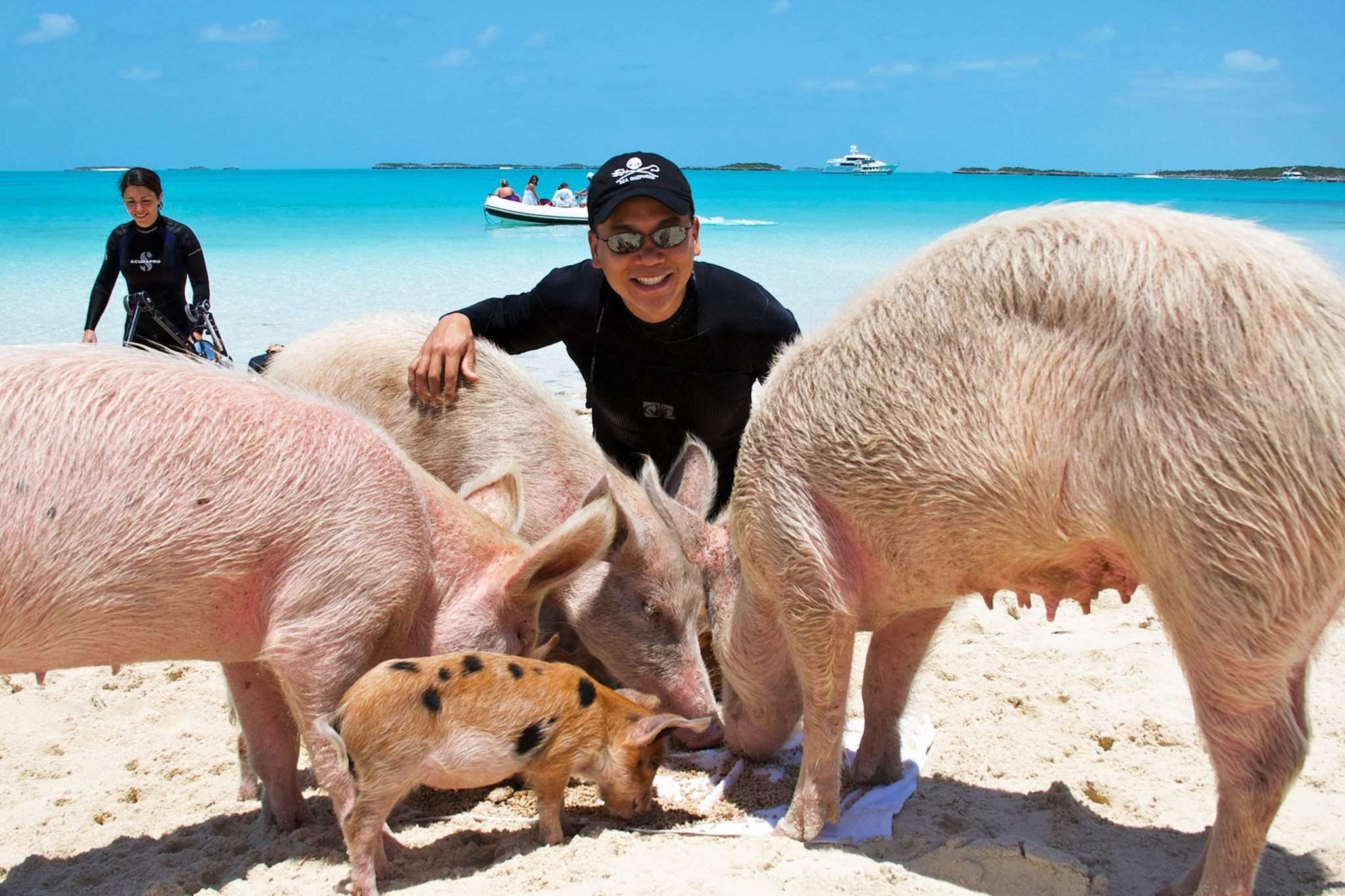 остров свиней