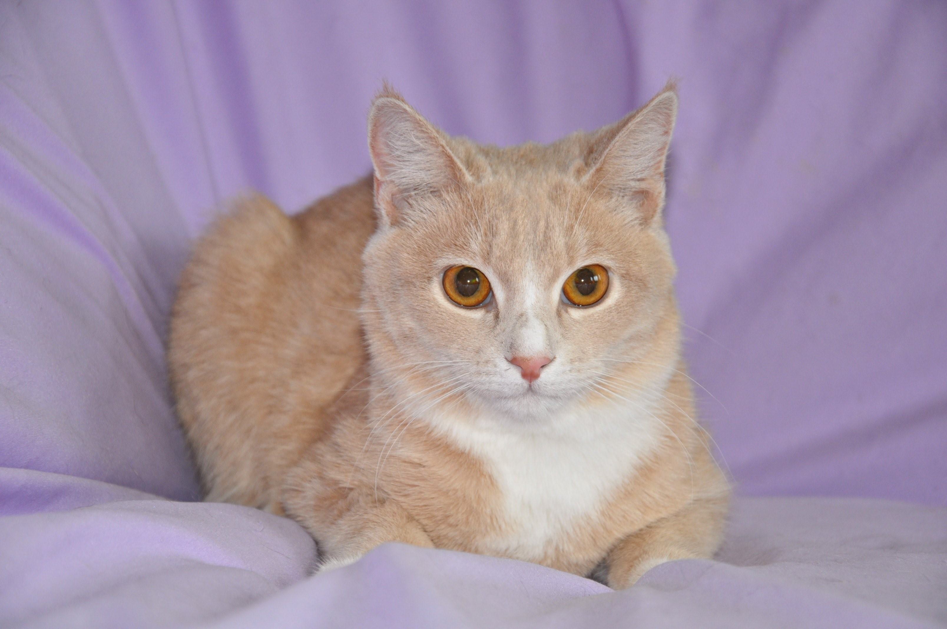 Британец кот персиковый окрас фото