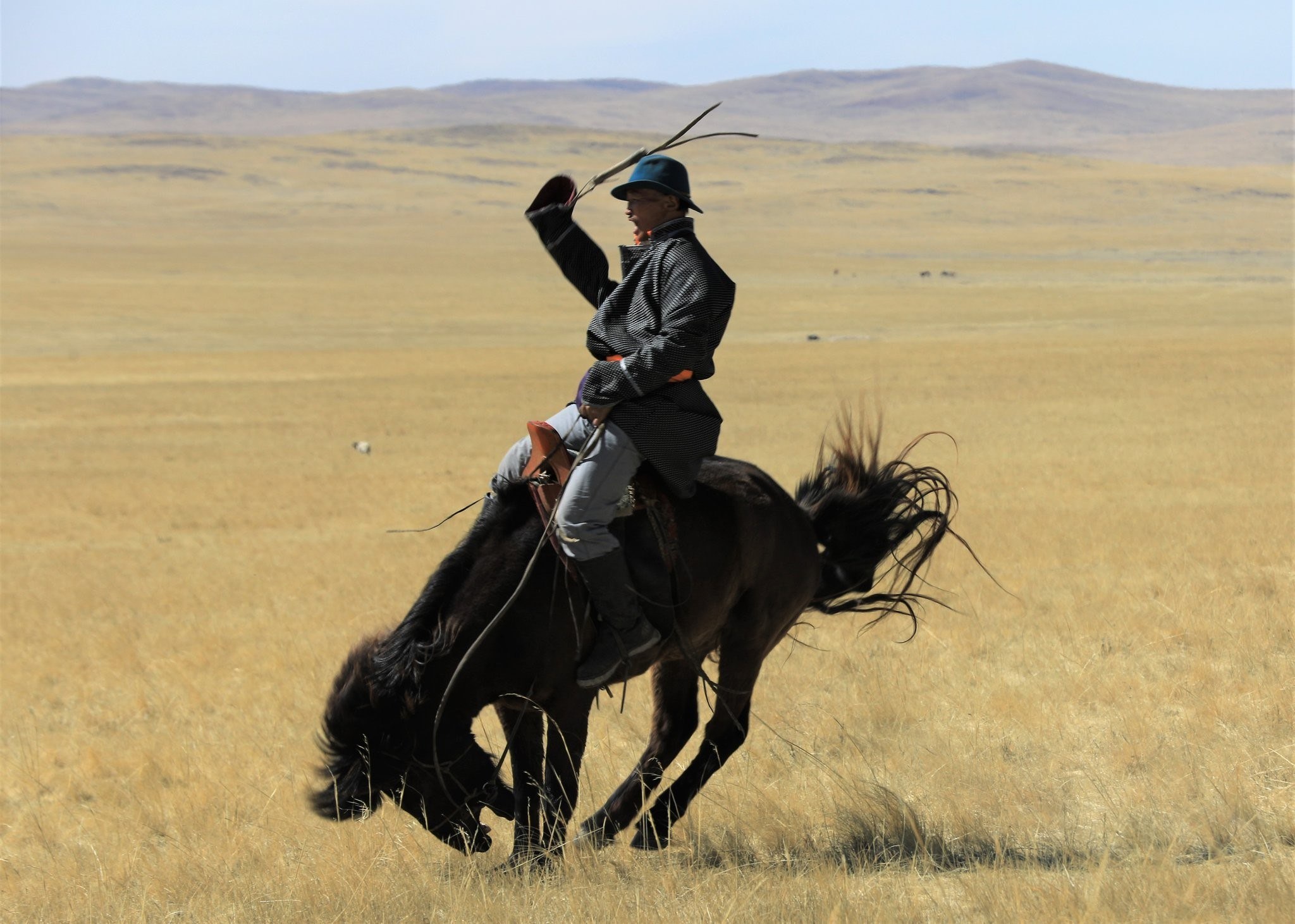 Монгольский ковбой. Монгол на лошади. Коневодство в Монголии. Монгол ташуур. Дикие лошади Монголии.