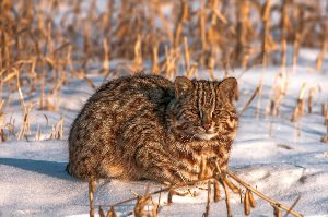 Амурский лесной кот