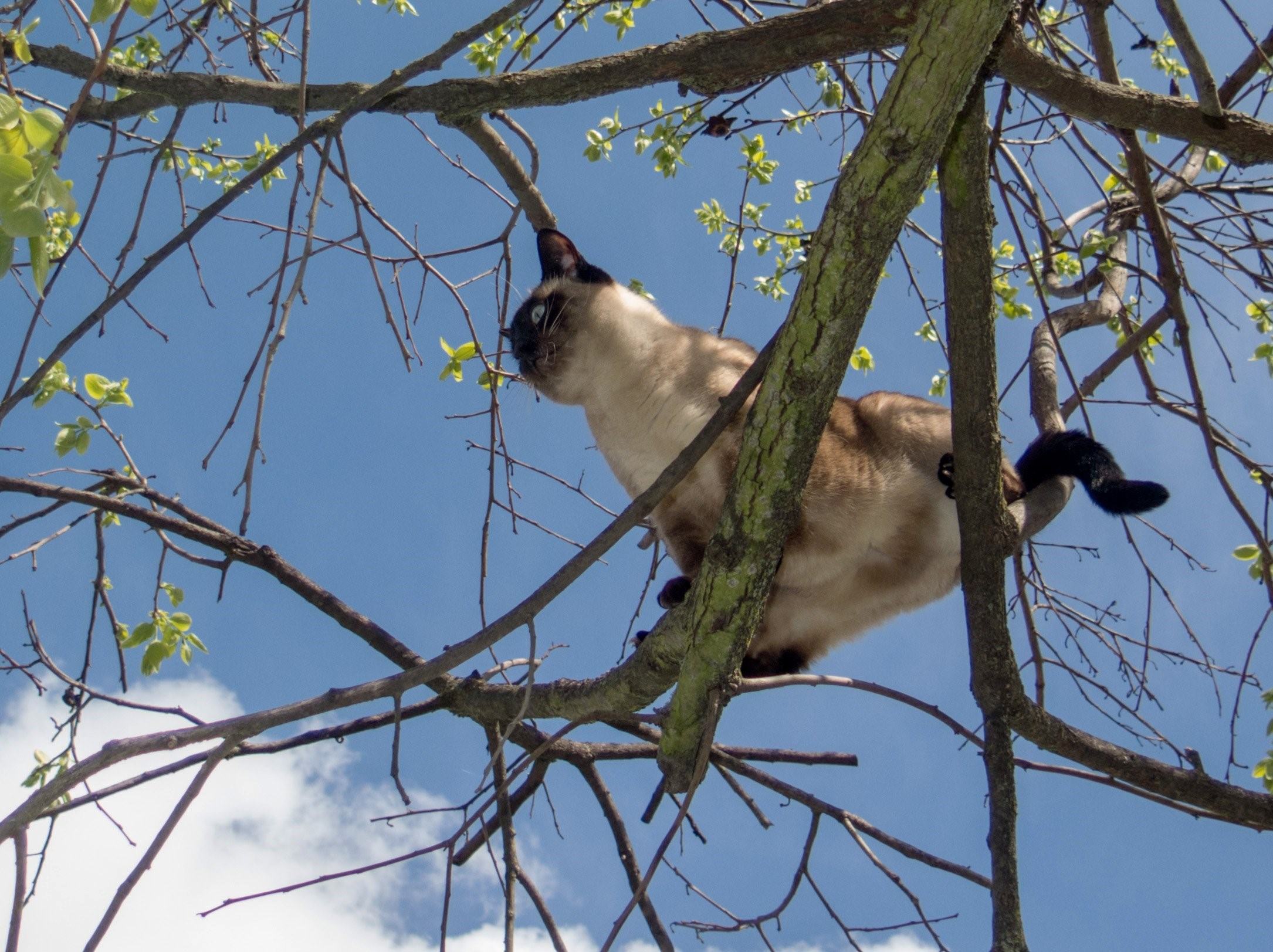 Звук птиц для кошек слушать. Кот на дереве. Сиамская птица. Пернатый кот. Сиамская кошка охотится.