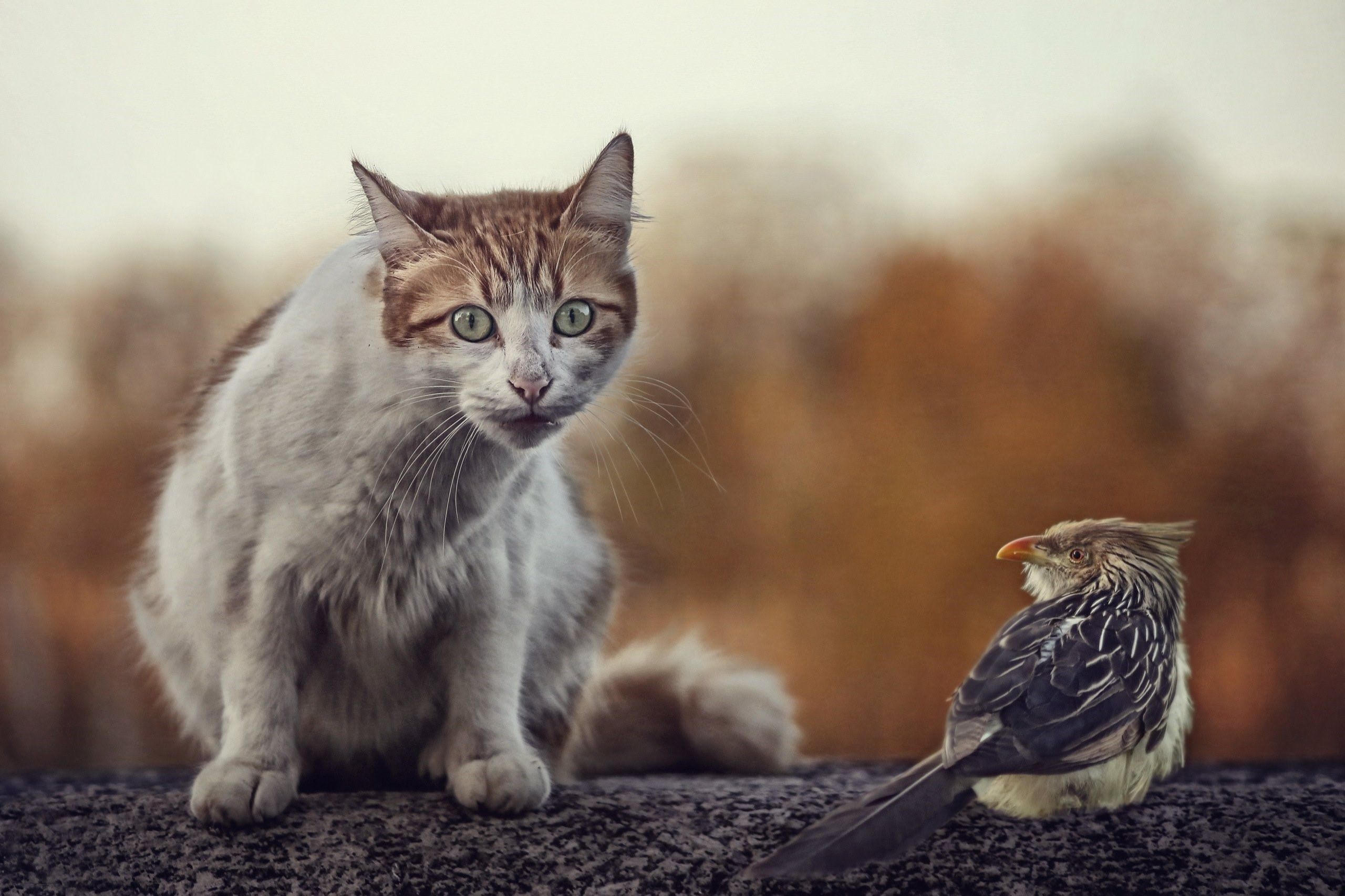 Птичка И Кот
