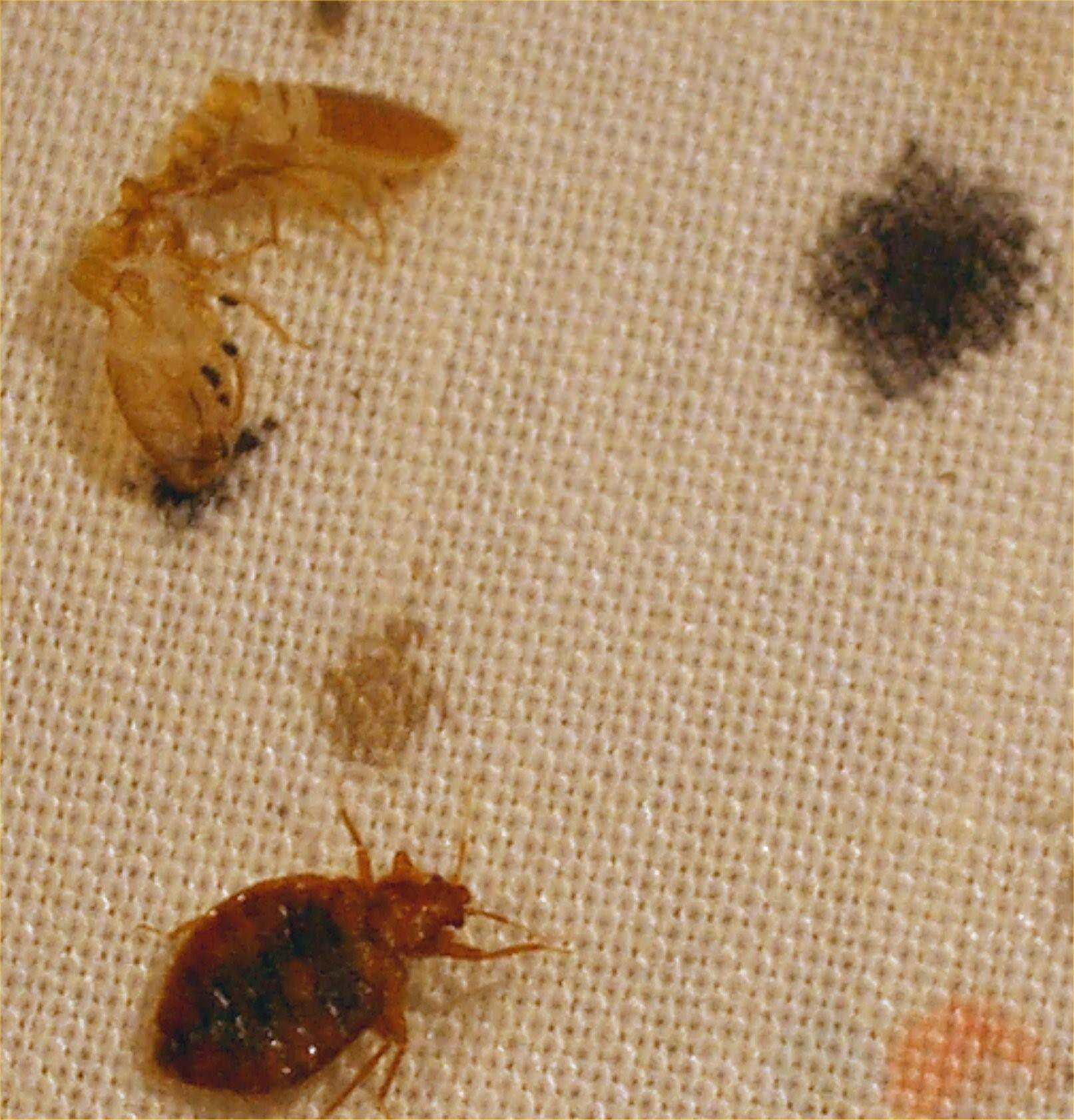 насекомые живущие в кровати
