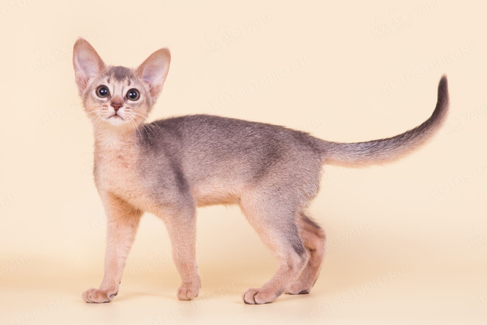 Абиссинская кошка серебристого окраса