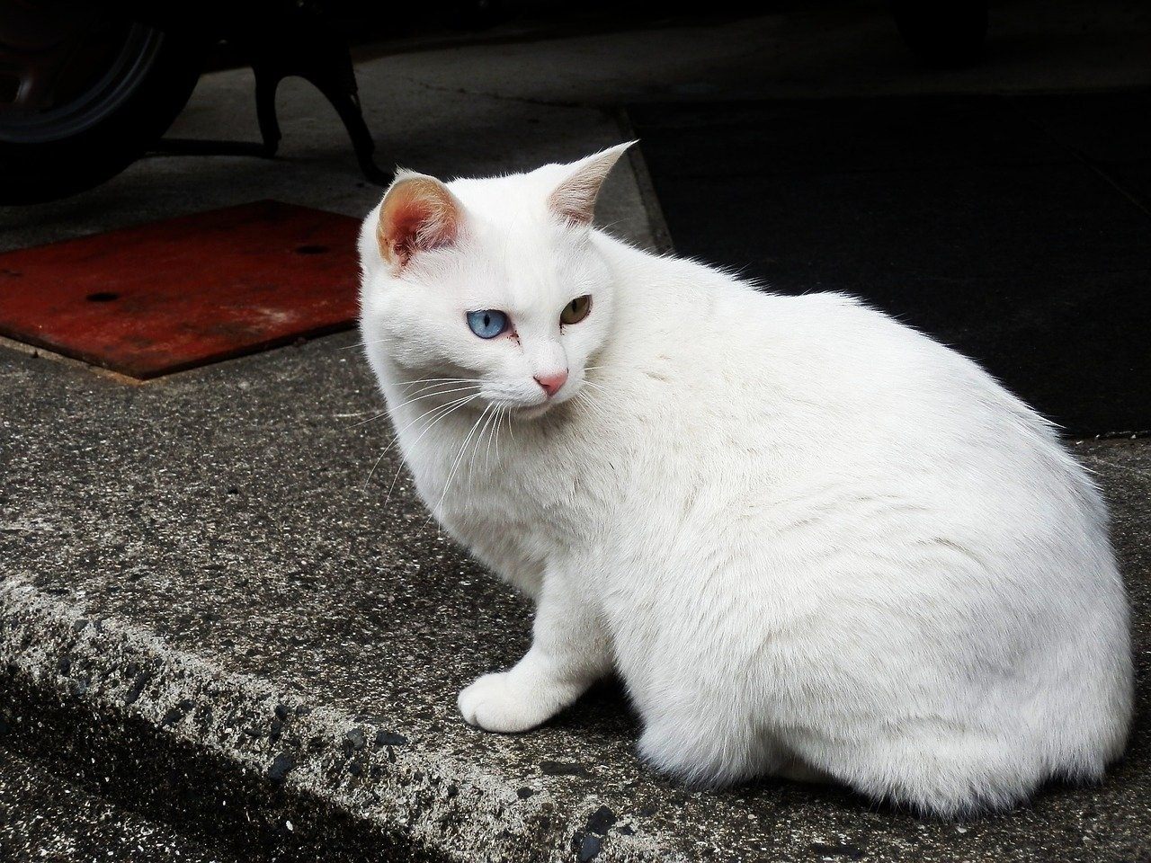 Анатолийская кошка фото