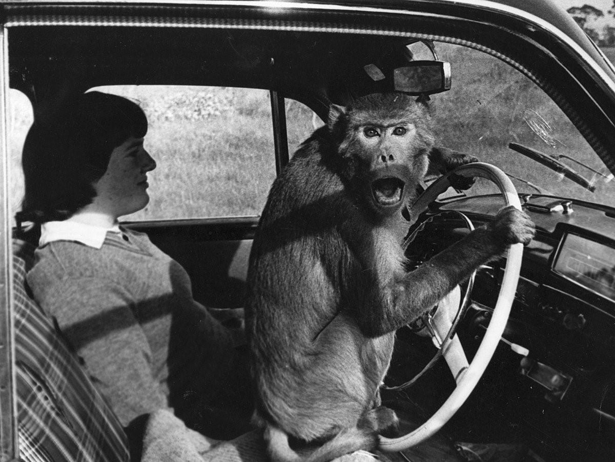 Фото обезьяны за рулем автомобиля