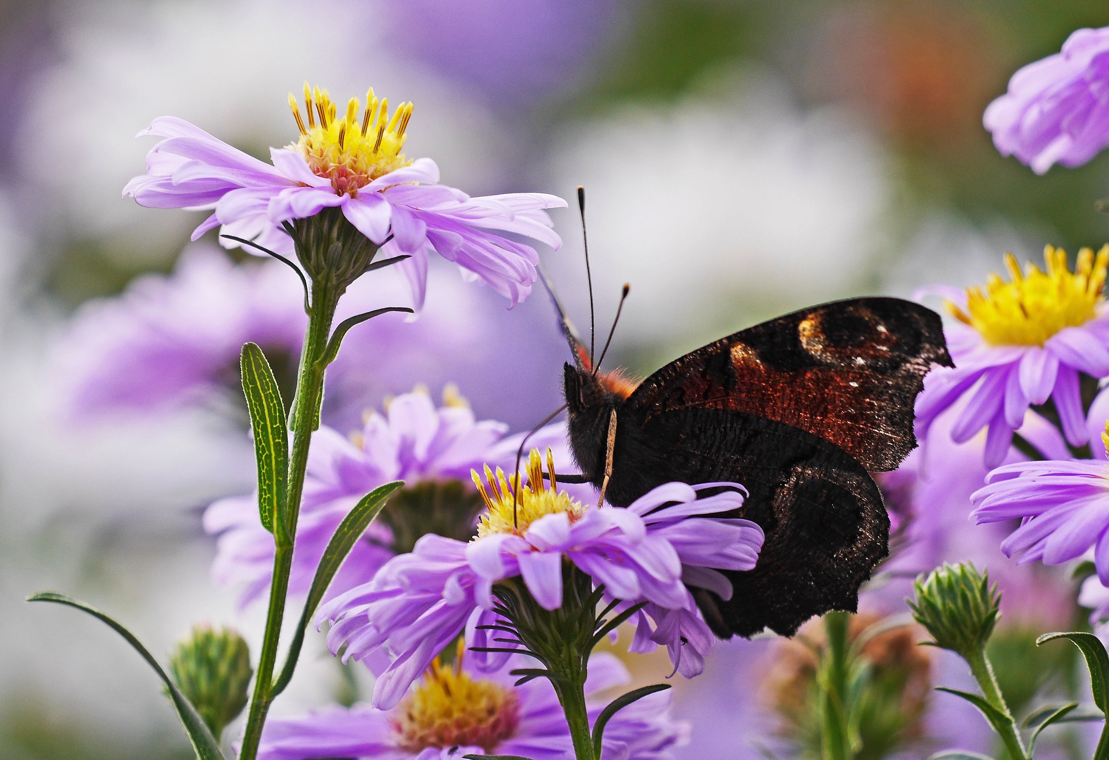 Фото луг с цветами и бабочками