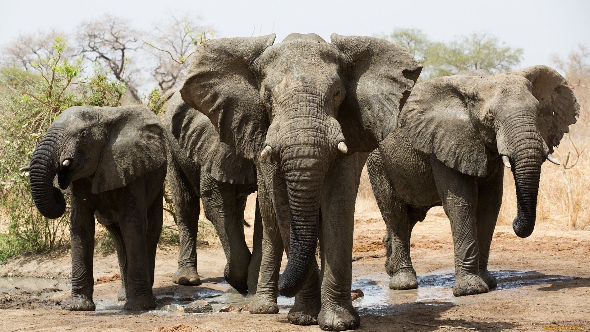 7 слонов фото