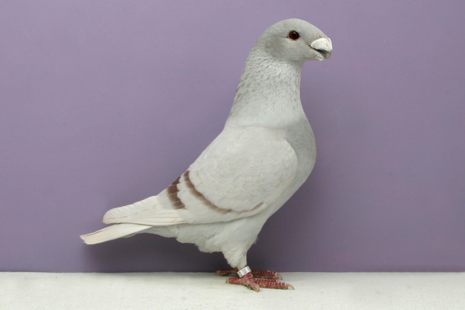 Породы домашних голубей с фотографиями и названиями
