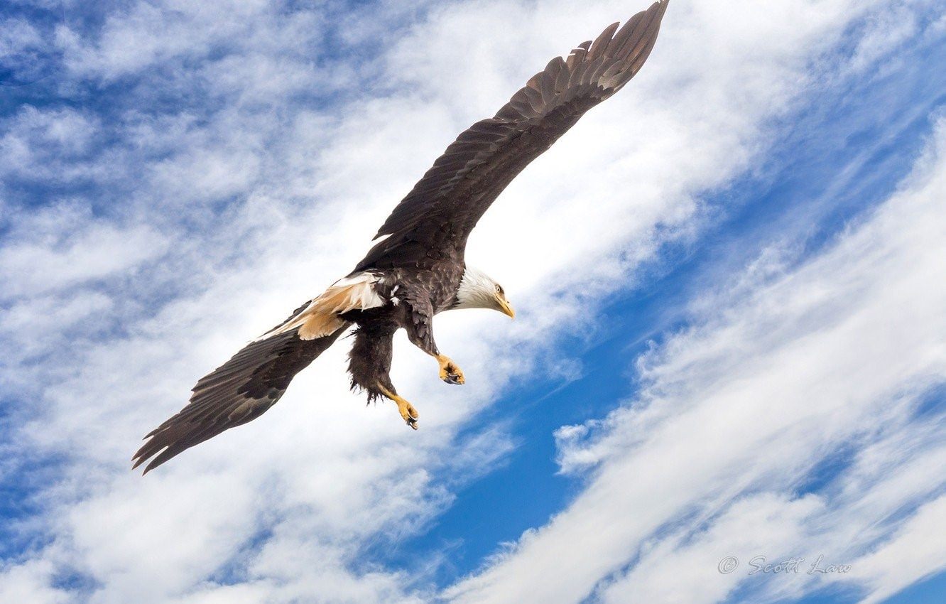 фото летающего орла