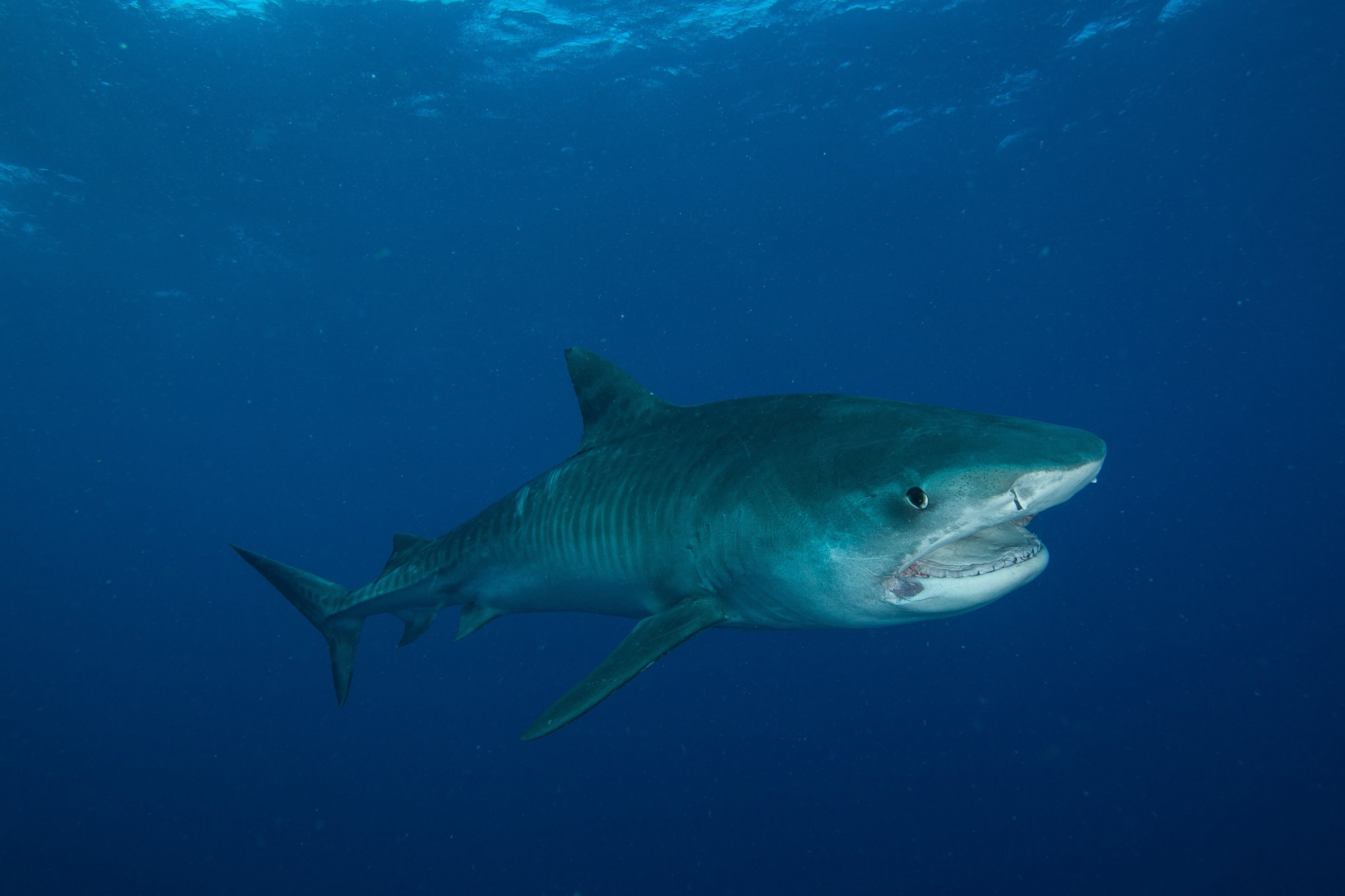 Фото тигровой акулы в хорошем качестве